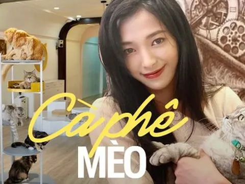 4 quán cà phê mèo tại TP.HCM