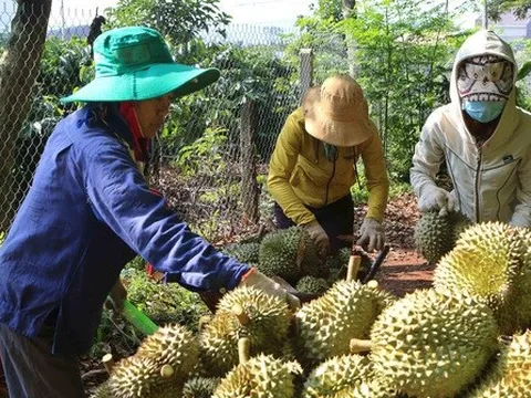 Lô sầu riêng đầu tiên xuất chính ngạch sang Trung Quốc