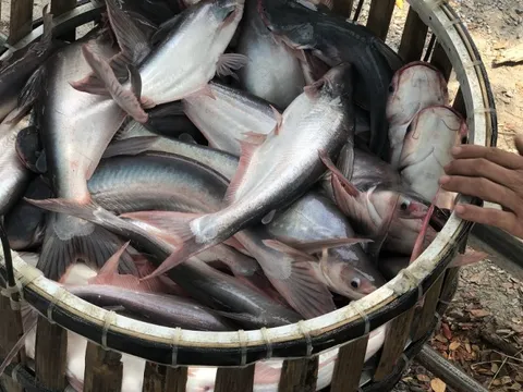 Xuất khẩu cá tra vượt rào cản bán phá giá