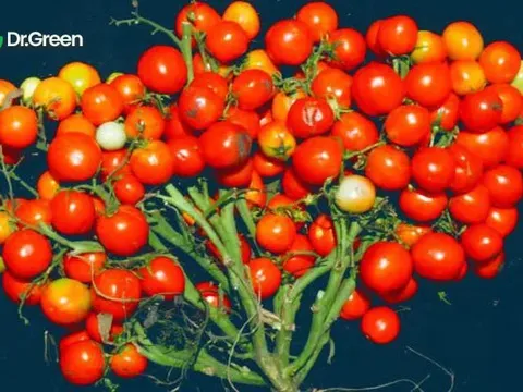 Nghiên cứu từ Phần Lan: Loại quả diệu kỳ có thể giảm hơn 50% số ca đột quỵ