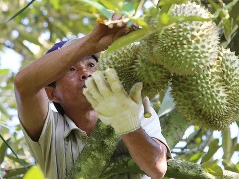 Thông quan 2 container sầu riêng đầu tiên sang Trung Quốc