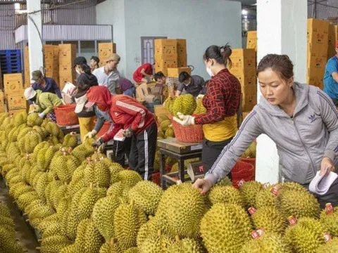 Thách thức cho trái sầu riêng