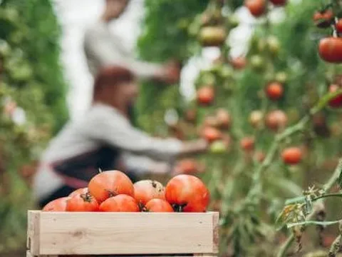 Người dân Mỹ đang khổ sở chỉ vì quả cà chua, tại sao lại như vậy?