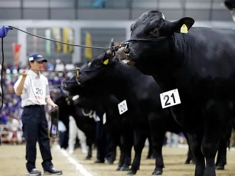 Bên trong 'thế vận hội' so găng những con bò wagyu lấy thịt đắt đỏ bậc nhất Nhật Bản