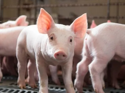 Giá heo hơi tại nhiều tỉnh thành giảm xuống đến 57.000 đồng/kg