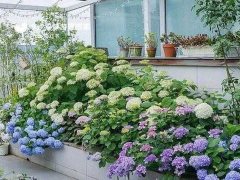 Chỉ mất 8 tháng, cô gái 9x tự mình thiết kế “khu vườn trên cao” rộng 33m² ngập tràn sắc hoa