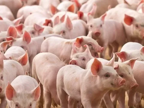 Thêm DN lớn trên sàn đặt tham vọng vào chăn nuôi heo: 2023 sẽ tiêu thụ gần 1,6 triệu con