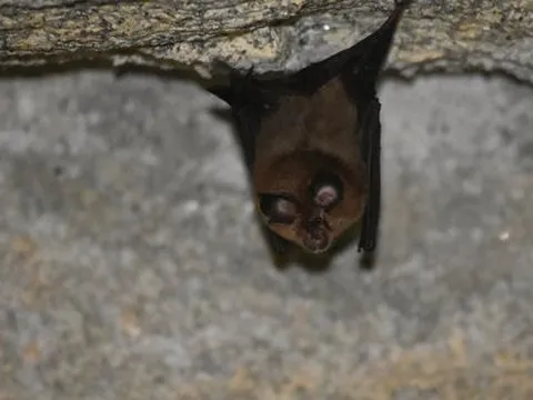 Phát hiện virus mới giống SARS-CoV-2 ở dơi Nga, kháng vắc-xin