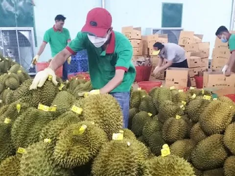 Động thái 'lạ' của các nước khi sầu riêng Việt xuất khẩu sang Trung Quốc