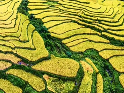 Tọa độ ngắm ruộng bậc thang đẹp rực rỡ và đầy thanh bình ở Tuyên Quang