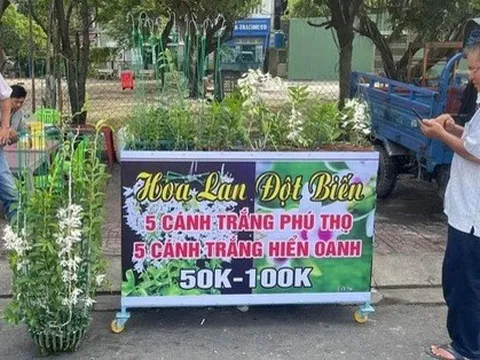 Lan đột biến rớt khốc liệt từ tiền tỉ xuống vài chục ngàn vẫn không ai mua