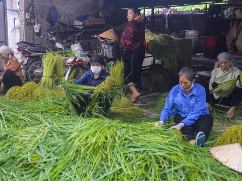 Hà Nội: Làng cốm Mễ Trì tất bật vào vụ lớn nhất trong năm