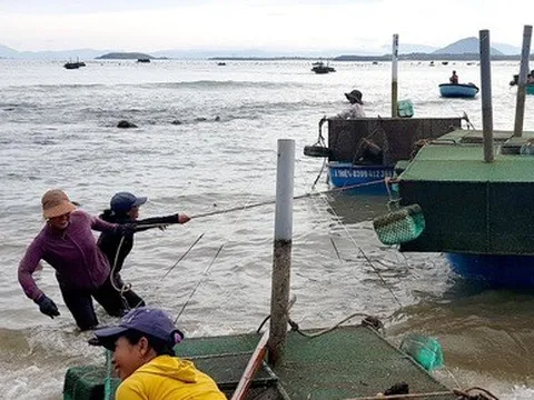 Dân Phú Yên hối hả vớt cả triệu con tôm hùm giống chạy bão số 4