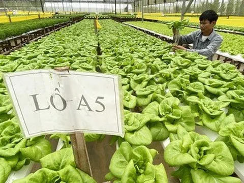 Rau sạch: bán không ai mua, mua không ai bán