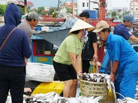 Chạy siêu bão, ngư dân Quảng Bình trúng luồng cá lớn