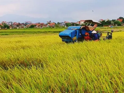 Tích cực thu hoạch sớm diện tích lúa, rau màu trước cơn bão số 4
