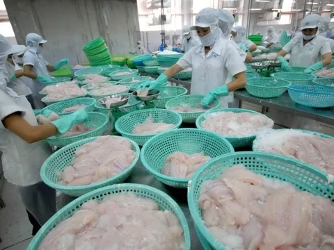 Xuất khẩu cá tra có dấu hiệu hồi phục, chạm mốc 1,8 tỷ USD