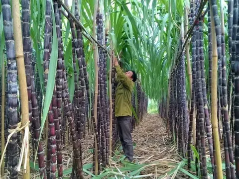 Mía đường Sơn La chi trả cổ tức tỉ lệ 100%