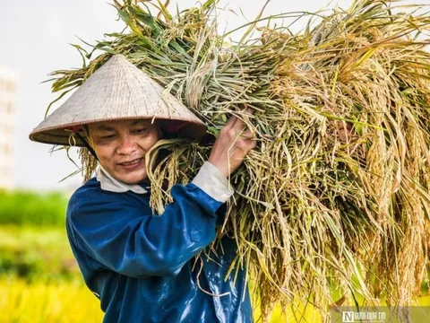Ấn Độ cấm xuất khẩu gạo: Rủi ro lớn nếu doanh nghiệp Việt găm hàng đẩy giá