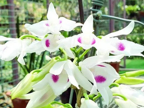 Chạy theo lan đột biến giờ muốn... đột tử