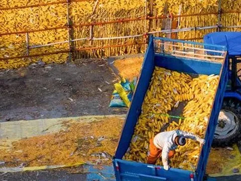 Chùm ảnh mùa thu hoạch ấn tượng ở Trung Quốc