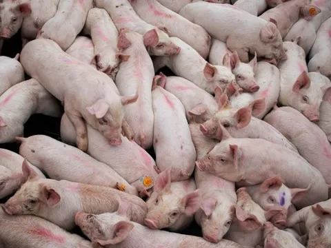 Giá heo hơi tại một số tỉnh thành xuống còn 54.000-55.000 đồng/kg
