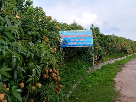 Bắc Giang: Giải pháp nâng cao chất lượng đặc sản vùng thông qua chương trình OCOP