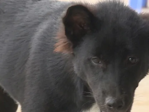 Cả nước ghi nhận 40 ca tử vong do bệnh dại