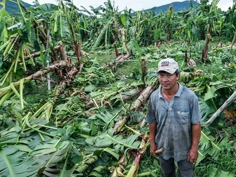 Nông dân thất thần nhìn vùng chuối 'tiến vua' tan hoang sau bão số 4
