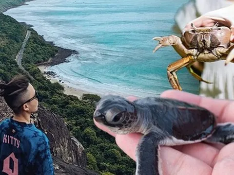 Độc đáo du lịch Côn Đảo mùa rùa biển đẻ trứng