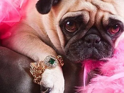 Những triệu phú “4 chân” được thừa kế tài sản kếch xù: Đeo vòng cổ Cartier