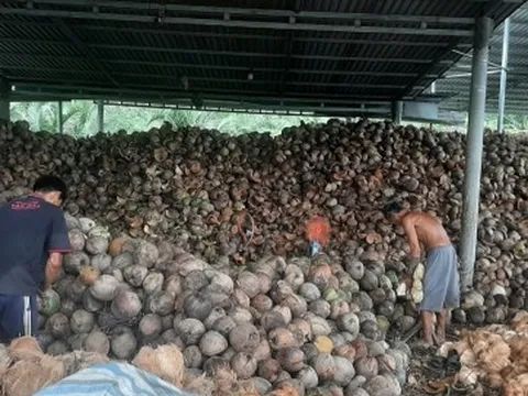 Trái dừa rớt giá thê thảm do mưa bão kéo dài