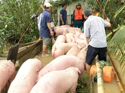 “Người trong vùng lũ có thể bị ướt nhưng lợn gà thì phải khô”