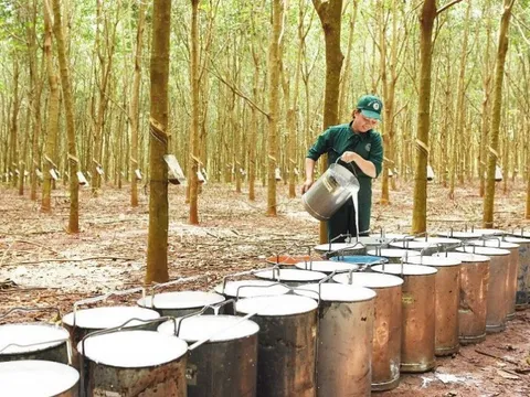 Cổ đông Tập đoàn Cao su Việt Nam sắp nhận về hơn 1.640 tỷ đồng cổ tức