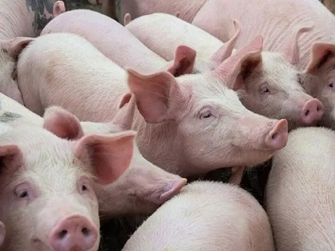 Giá heo hơi bật tăng, có nơi lên 64.000 đồng/kg