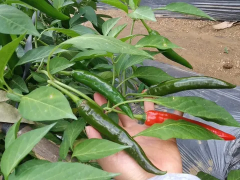 Bất ngờ khi Việt Nam nhập ớt Trung Quốc, tồn dư hóa chất diệt côn trùng