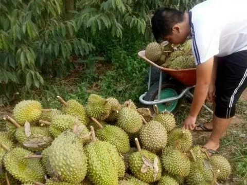 Giá sầu riêng ở Tiền Giang tăng cao gần gấp ba lần