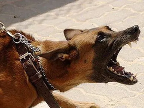 Những sai lầm khiến nhiều người mất mạng vì bệnh dại