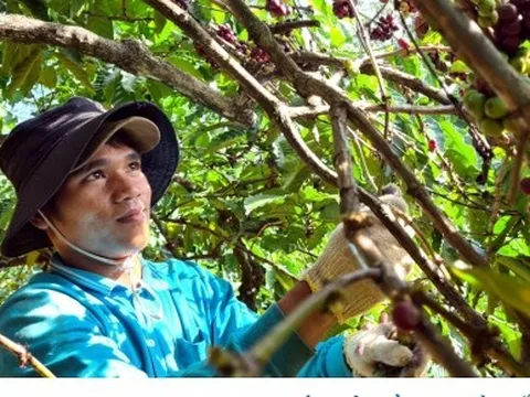 Cà phê, chanh leo của Gia Lai đã vào được thị trường Nhật, EU