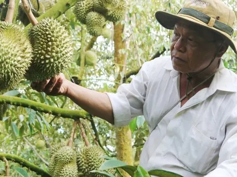 Thích ứng sản xuất, nông dân trồng sầu riêng ở miền Tây phấn khởi