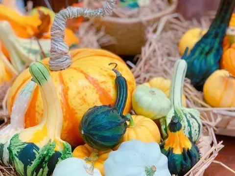 Set bí ngô vừa bé vừa đắt có gì đặc biệt mà nhiều người tìm mua?