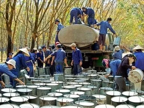 Cao Su Phước Hoà báo lãi tăng vọt nhờ khoản tiền đền bù