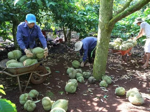 Sầu riêng hứa hẹn mang về tỷ USD