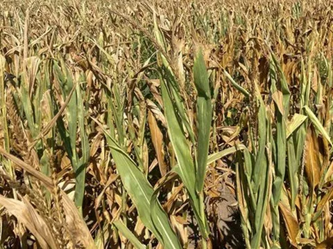 Nghịch lý: thế giới đối mặt với khủng hoảng lương thực, tồn kho ngũ cốc của Mỹ chất đống vẫn khó bơm ra thị trường