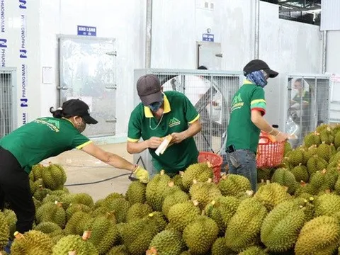 Xuất khẩu 33 tấn sầu riêng qua cửa khẩu Kim Thành