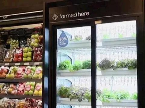 Ai Cập: Trồng rau trong... tủ mát ở siêu thị