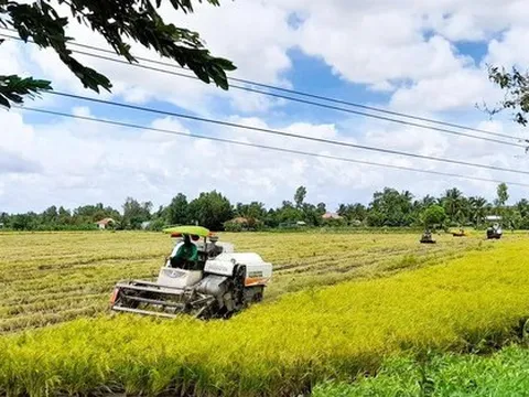 Giá lúa tăng, nông dân vẫn lỗ
