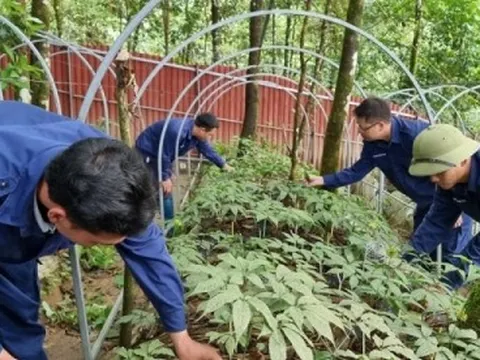 Cây tiền tỷ trên đất nghèo Lai Châu