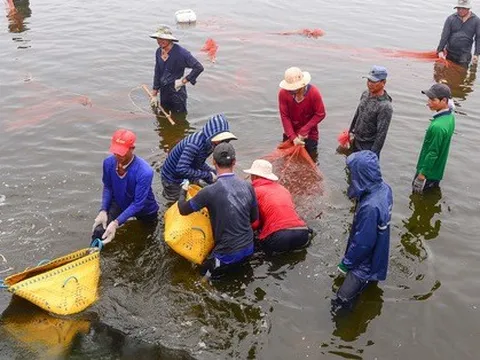 Ngành tôm trước nguy cơ thất thế trong cạnh tranh