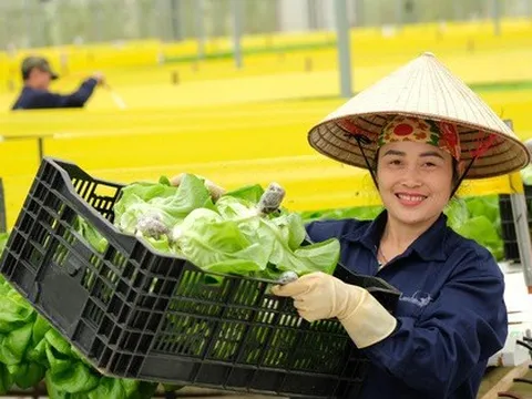 Xuất khẩu rau củ, sao vẫn khó?